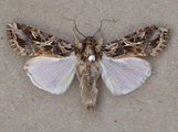 Spodoptera littoralis